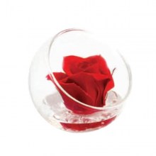 st-r50red_gifts_living_nad_idee_regalo_originali.jpg