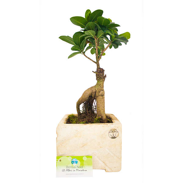 bon-pl-ginseng_bomboniere_bonsai_ginseng_pietra_leccese_nad_nature_art_design_1