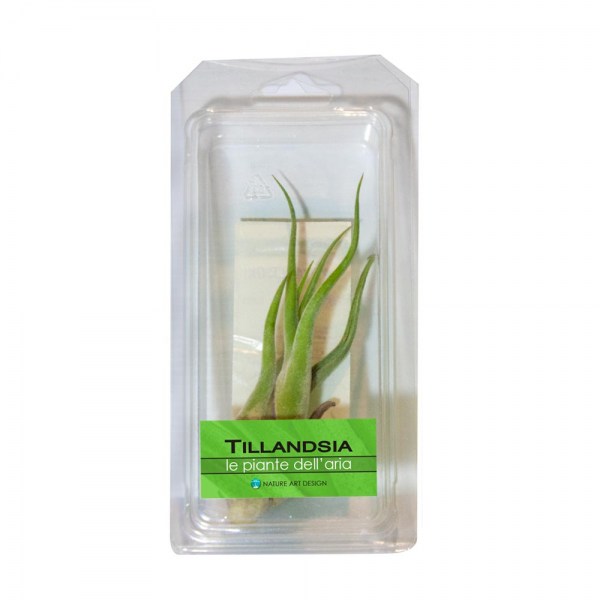 till-bl-3-bomboniere-tillandsia-life-viventi-idee-regalo-originali-nad.jpg