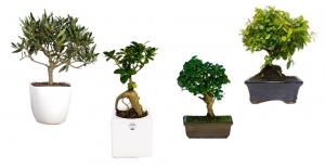 Bonsai Nad: Cura e Manutenzione