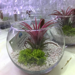BOMBONIERE VIVENTI E IDEE REGALO ORIGINALI DALLA NATURA