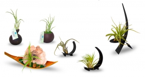 Tillandsia Life : Istruzioni e Manutenzione