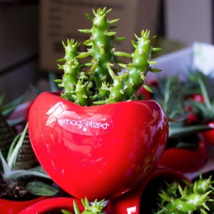 NAD LIMITED EDITION - Idee regalo per Natale, idee regalo per San valentino e festività
